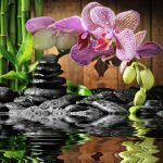 Tapet foto premium vlies Orhidee cu pietre 280x300 cm.